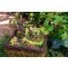 SuperMoss Fairy Garden Kit - 4 oz Mixed Mosses (50310) - Buy Online on SooperMarket.com