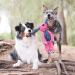 Buy KONG Floppy Knots Fox - Durable Knotted Rope Toy for Small/Medium Dogs | Less Mess & Fun Playtime - Buy Online on SooperMarket.com