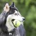 KONG - Squeakair Balls - Dog Toy Premium Squeak Tennis Balls Gentle on Teeth - For Small Dogs (3 Pack) yellow S (Pack of 3) - Buy Online on SooperMarket.com