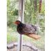 Handmade USA Chicken Swing Toy for Coop - Natural & Durable Perch for Rooster, Hens, Chicks - Entertainment & Stress Relief for Poultry & Parrots - Buy Online on SooperMarket.com