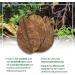 Arka Myscape Catappa Leaves - 10 Natural Seafaring Tree Leaves for Freshwater Aquariums | 8-12cm Enhances Fish & Shrimp Health - Buy Online on SooperMarket.com