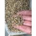Buy Bio Alfalfa Lucerne Germ Seed - 1kg for Delicious Sprouts & Healthy Salads - International Shipping Available - Buy Online on SooperMarket.com