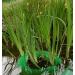 EXCOLO 2x Spawning Aid Brush for Koi - Effective Pond Fish Spawning Support - Buy Online on SooperMarket.com