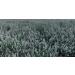 From The Field Catnip Buds 1oz: Premium Organic Catnip for Maximum Fun - Buy Online on SooperMarket.com