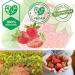Buy Organic Fruit Bar Strawberry - 4x30g Lubs | Vegan & Kid-Friendly | Certified Organic Snack - Buy Online on SooperMarket.com