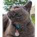Kittyrama Cat & Kitten Neck Bands | As Seen in Vogue | Vet Approved Breakaway Hypoallergenic | Explore Stylish Havana & More - Buy Online on SooperMarket.com