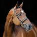 HORZE Clermont Genuine Leather Snaffle Bridle | Ergonomic Design with Flash Noseband | Black Warmblood Size - Buy Online on SooperMarket.com