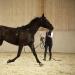 Horze Nylon Lunging Cavesson - Black Cob - Adjustable Training Headcollar - Buy Online on SooperMarket.com