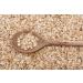 Manor Springs Organic Barley Flakes 1kg - Premium Quality | Shop Now - Buy Online on SooperMarket.com