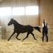 Horze Nylon Lunging Cavesson - Black Cob - Adjustable Training Headcollar - Buy Online on SooperMarket.com