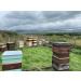 Gwenyn Gruffydd - British Blossom Honey 3kg Bulk Catering Tub - 100% Pure Natural Unpasteurized Raw Honey - Bulk Honey 3kg - Unheated - Gluten Free - Premium Honey from Non-Sugar Fed Bees UK - Buy Online on SooperMarket.com
