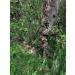 QuikCamo Mossy Oak 3D Leafy Suit - Large/XL NWTF Mossy Oak Obsession for Men | Turkey Hunting, Airsoft, Paintball, Birdwatching, Wildlife Photography - Buy Online on SooperMarket.com
