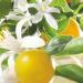 Shop Jo Malone London Orange Blossom Candle - 7.0 oz/ 200 g Online - Best Price & International Shipping - Buy Online on SooperMarket.com