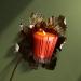 Shop NEST New York Mini Pumpkin Chai Candle - 2 oz/ 70 g Online - Best Price & International Shipping - Buy Online on SooperMarket.com