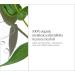 Shop Briogeo Scalp Revival Organic + Australian 100% Tea Tree Oil - 1 oz / 30 ml Online - Best Price & International Shipping - Buy Online on SooperMarket.com