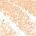 0.04 oz Killer Cashmere - cream nude
