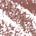 0.01 oz / 0.28 g Puffy Nude - dusty rose nude