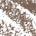 0.003 oz / 0.08g Rich Taupe - for medium to dark blonde hair