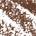 0.003 oz / 0.08g Warm Brown - for auburn & light brown hair