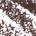 0.003 oz / 0.08g Cool Brown - for cool & medium brown hair