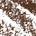 0.003 oz / 0.08g Deep Brown - for dark brown hair