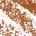 0.012 Shade 01 - warm nude beige
