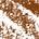 0.012 / 0.35 g Shade 05 - cool taupe brown
