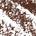 0.012 Shade 06 - rich Chocolate Brown