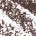 0.03 oz Rich Chocolate - neutral brown