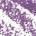 0.012 oz / 0.35 g Color:Mesmerize- soft lilac matte New